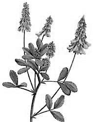 Common Name: Yellow Sweet Clover Scientific Name: Melinotia officiinalis General: 2-6 feet long, straggly plant, often found along roadsides.