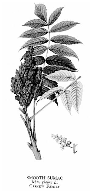Common Name: Smooth Sumac Scientific Name: Rhus glabra General: Shrub or small tree with smooth bark.