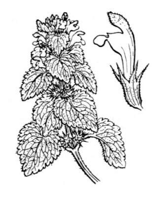 Common Name: Purple Dead Nettle Scientific Name: Lamium purpureum General: 5-20 cm.