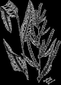 Common Name: Curly Dock Scientific Name: Rumex crispus General: 1-5 feet. Common in fields and roadsides. Flowers: Flowers are small and green in branching whorls. Seed has a heartshaped wing.