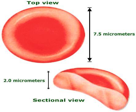 Blood (5600 ml "8%" of B.W.) Plasma (55%) Cells (45%) Water Inorganic S. Organic S.