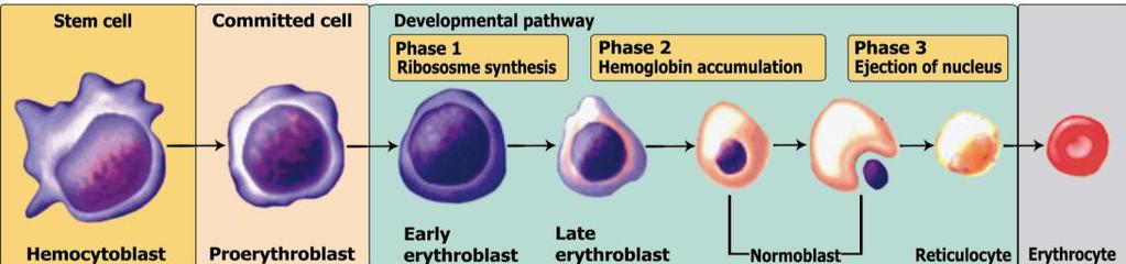 Definition Formation of new erythrocytes. Erythropoiesis Liver & spleen all bones in fetus in children. Site of erythropoiesis Bone marrow of ends of long bones in adults.