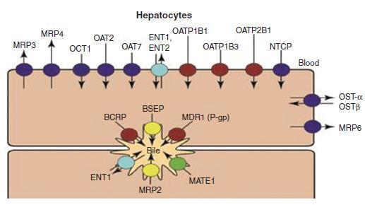 Altered Hepatic or Biliary Elimination: Transport Proteins Inhibition of uptake transporters (e.g.