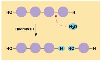 Hydrolysis Names of the covalent bonds Monomers use covalent bonds to form polymers.