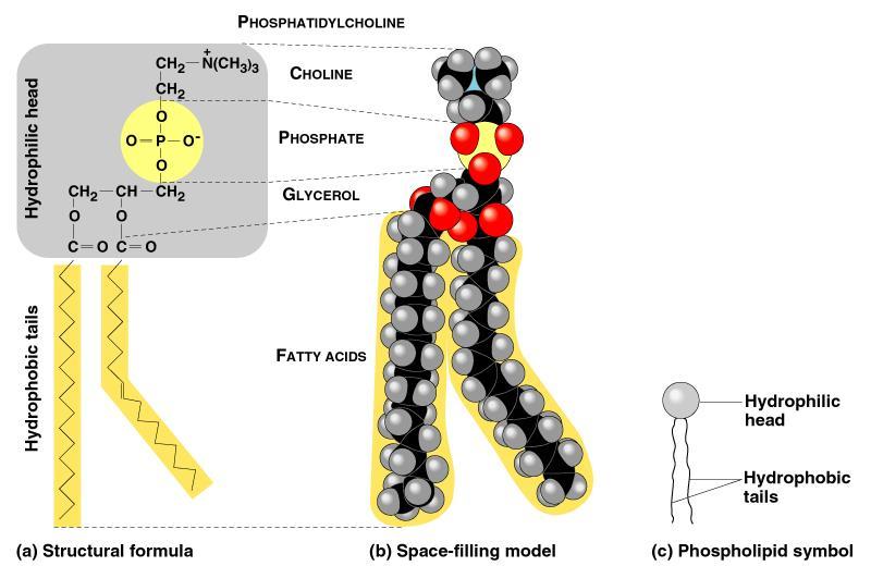 3. Phospholipids Structure: Glycerol + 2 fatty acids Function: Main