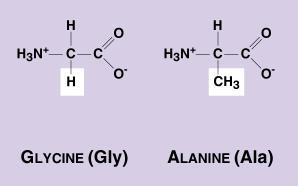 2. Structure of Amino Acid Monomers Consist