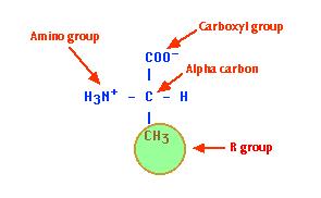 to: Hydrogen Amino group Carboxyl (acid)