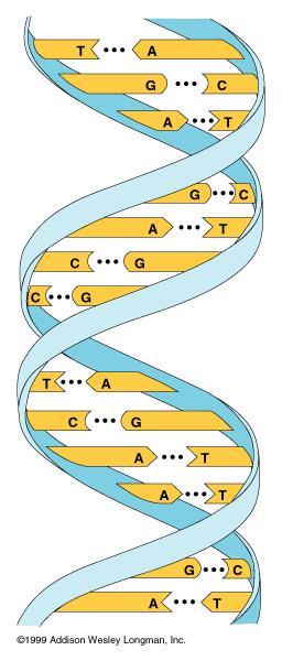 DNA: Double helix 2 polynucleotide chains wound into the
