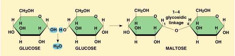 2. Structure of Disaccharides Double