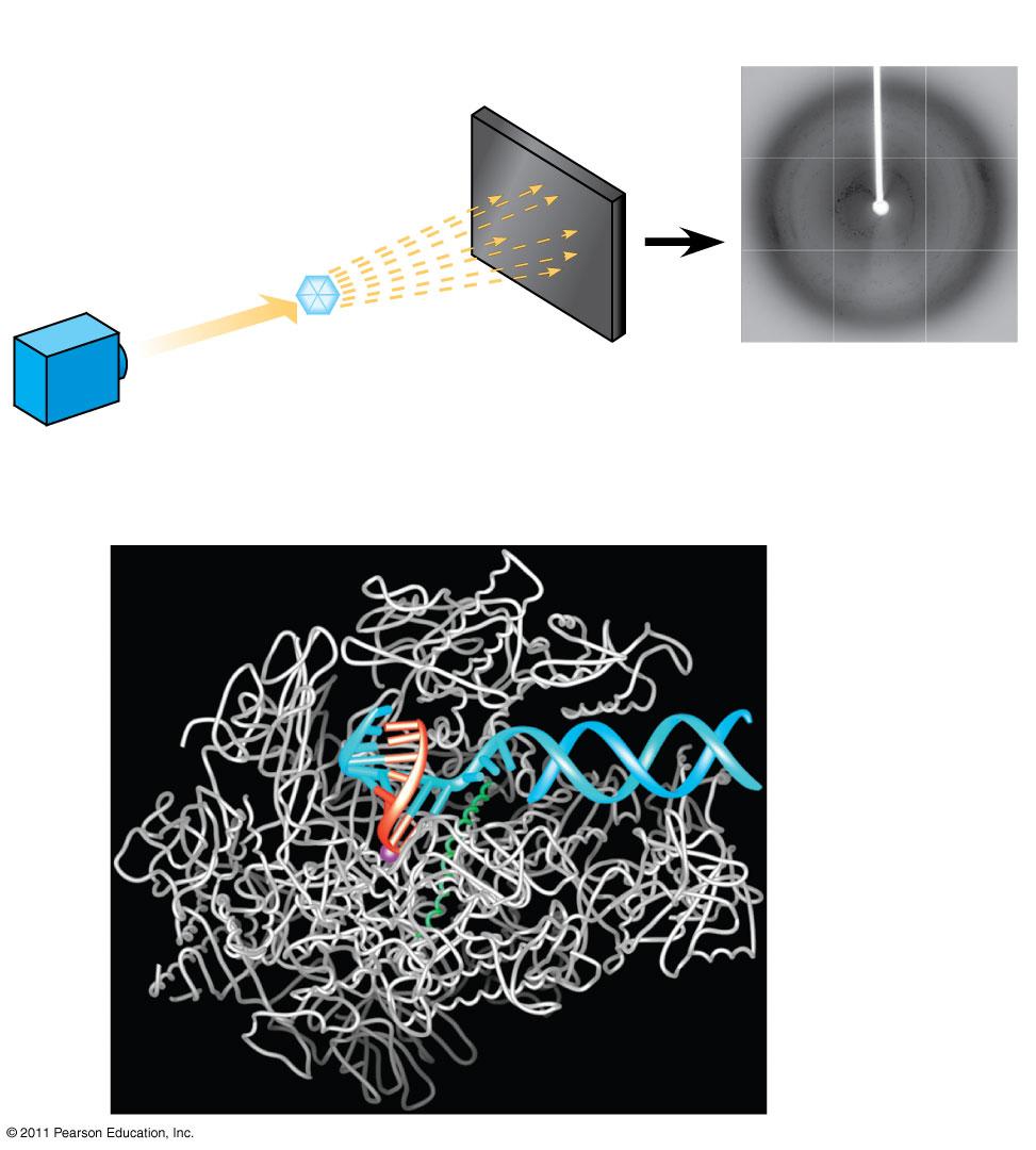 Structure Determination EXPERIMENT Diffracted X-rays Difficult to determine the 3D structure of a protein X-ray source X-ray beam RESULTS Crystal