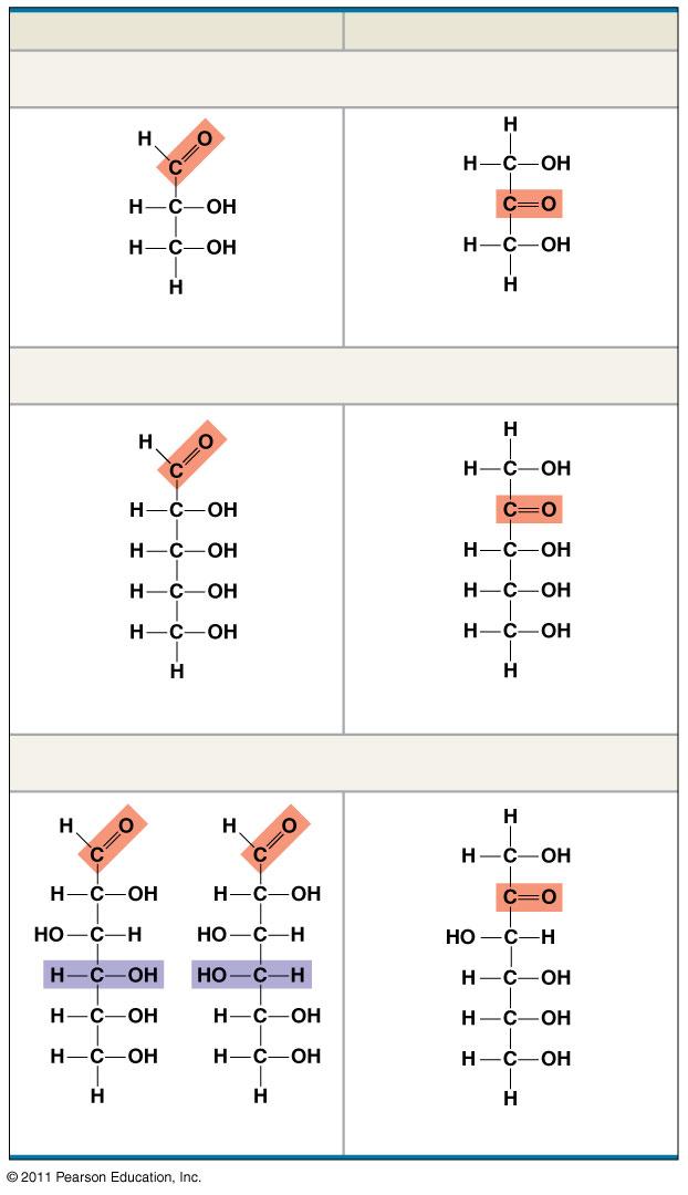 Classification of Monosaccharides Aldoses (Aldehyde Sugars) Ketoses (Ketone Sugars) Trioses: 3-carbon sugars (C 3 H 6 O 3 ) Glyceraldehyde Dihydroxyacetone Pentoses: 5-carbon sugars (C 5 H 10 O 5 )