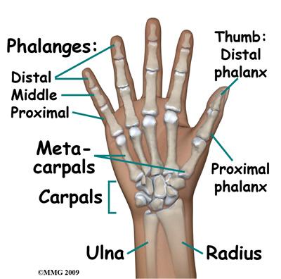 Anatomy A Patient's Guide to Adult Finger Fractures Adult Finger Fractures The four fingers of the hand each have three bones called phalanges: proximal, middle and distal.