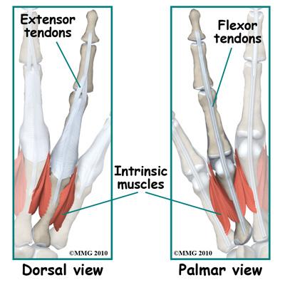Each proximal phalanx forms a joint with the metacarpal bone called the metacarpophalangeal (MCP) joint and a joint with the middle phalanx called a proximal interphalangeal (PCP) joint.