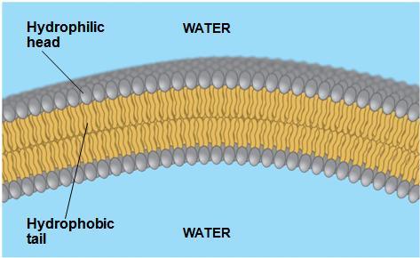 Phospholipids are assembled into a bilayer with tails away