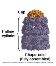 Folding assistance Chaperonins proteins that