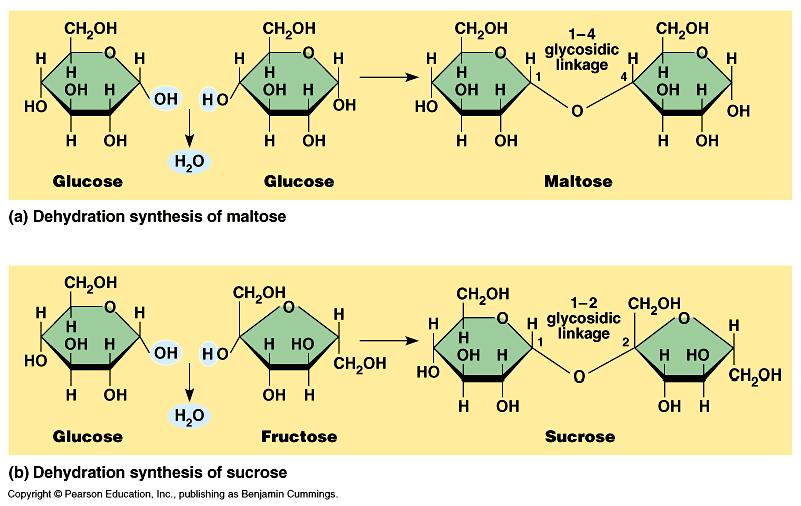 Disaccharides made from two monosaccharides examples maltose (malt sugar) = 2