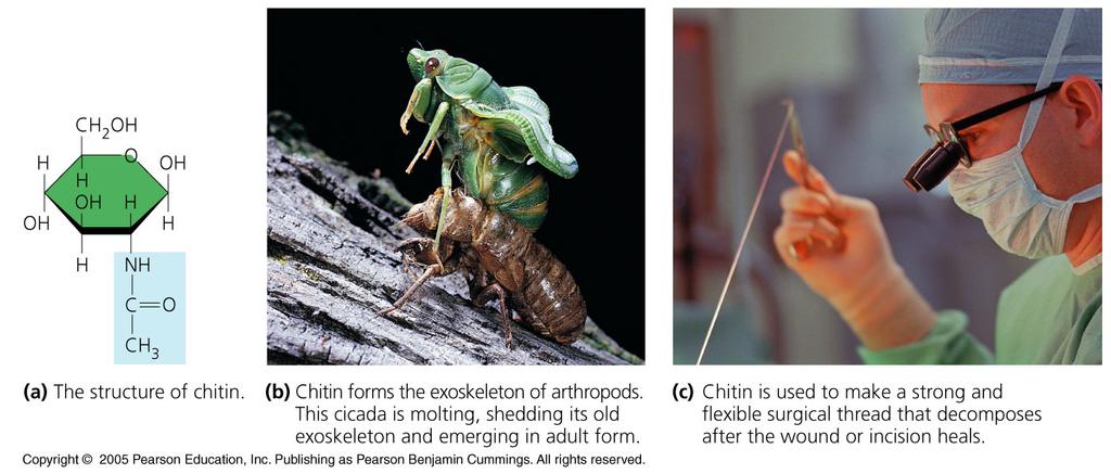 Chitin, another structural polysaccharide, is found in the exoskeleton of arthropods.