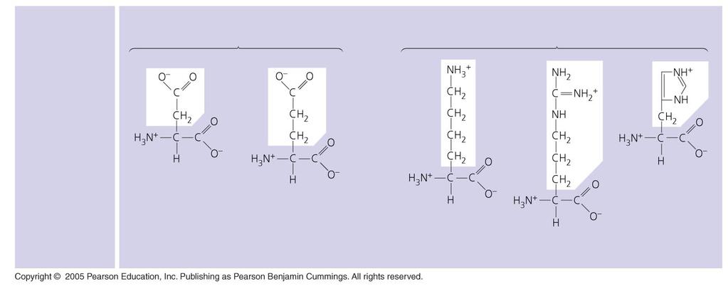 Acidic Basic Electrically charged Aspartic acid (Asp)