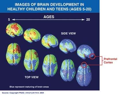The Young Adult Brain Areas not fully developed until ~ age 25: Reasoning Impulse control Planning Decision-making Source: H Scott Swartzwelder,