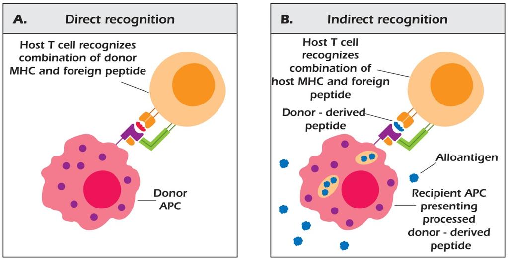 Immunobiology of Transplantation: T-Cells The vast repertoire of T-cells directed for allospecificity represent a critical issue in the inflammatory response against transplanted organs Activation of