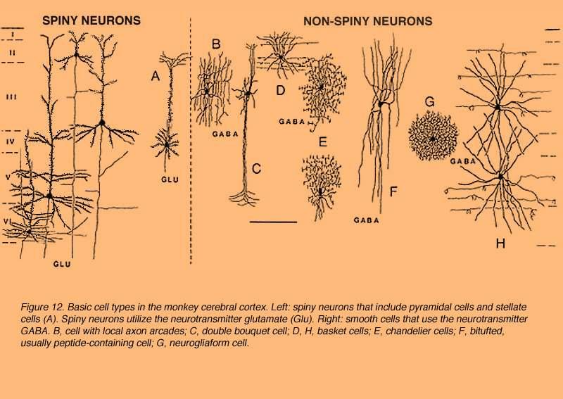 FEATURES OF INTERNEURONS A B THERE ARE SEVERAL KINDS OF INHIBITORY INTERNEURONS CLASSIFIED BASED ON THEIR STRUCTURAL, ELECTROPHYSIOLOGICAL AND CHEMICAL PROPERTIES.