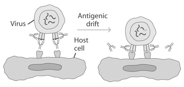 Antigenic variation Antigenic Drift Neutralizing abs target Hemagglutinin(H) Antigenic variation Antigenic Drift Mutations in H allow escape from