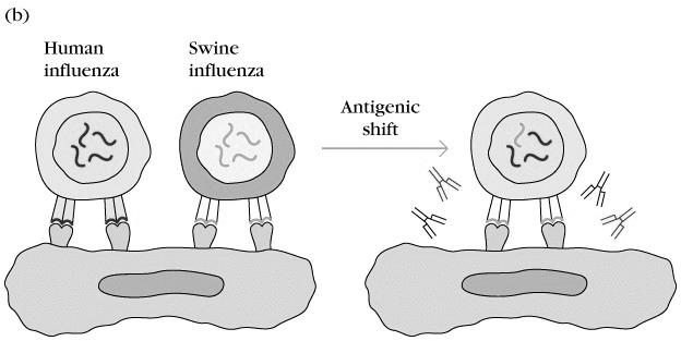 key areas of HA to avoid antibody response. Influenza is a segmented RNA virus. Genetic reassortment can result in a new subtype of H and N.