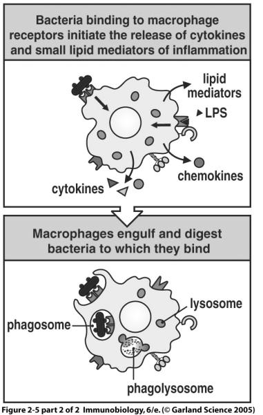 Phagocytic cells Complement Engulf pathogens either via pattern recognition, complement receptors, or Fc