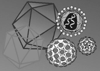 can also result in tissue damage Viruses Viruses Icosahedral structure Protein structure (capsid) attached to nucleic acid (RNA or DNA).