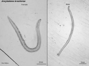 Parasites Protozoa (unicellular) Intracellular or extracellular Helminths (worms) up to meters long Giardia Ancylostoma (hookworm) Immune Response to Protozoan Parasites Intracellular