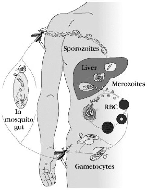 Leishmania live in macrophages and cell mediated immune response (DTH) is crucial for disease resolution (Th1 over Th2). Malaria is caused by different species of Plasmodium.
