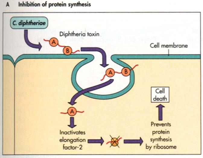 The A-B toxins A chain has the inhibitory activity against some vital function B chain binds to a receptor and promotes entry of the A chain Mode of action