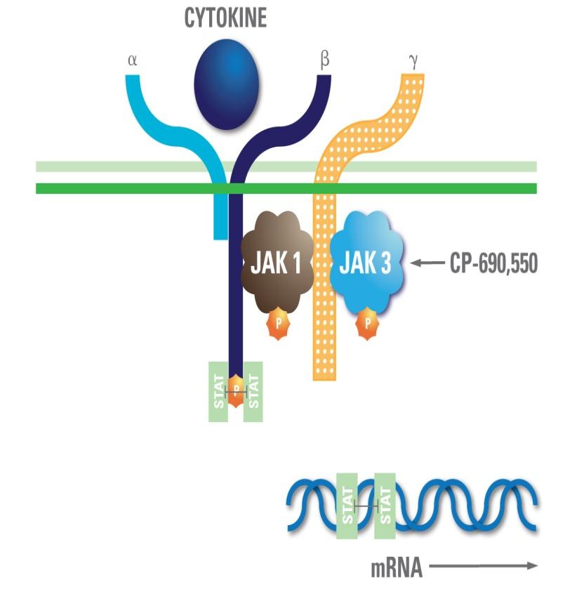 Tofacitinib inhibits the JAK/Signal Transducer of Activated Transcription (STAT) Pathway Orally available, small molecule, highly selective inhibitor of the JAK family of kinases Displays nanomolar