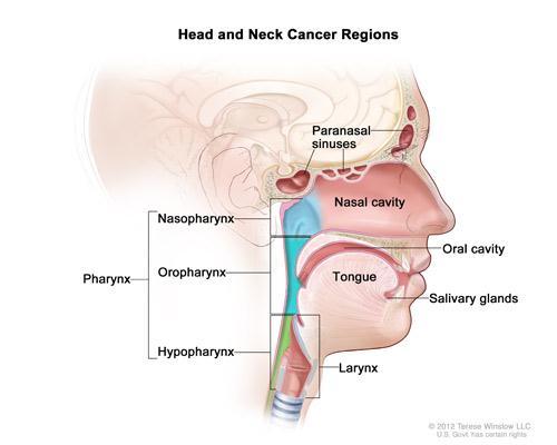 Head and Neck Squamous Cell Carcinoma Background Head and Neck Squamous Cell Carcinoma (HNSCC) is the sixth most common type of cancer worldwide (1).