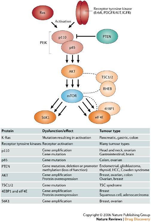 Figure 2. The PI3K/Akt pathway and common mutations. Reprinted by permission from Macmillan Publishers Ltd: Nature Reviews: Drug Discovery. Faivre, S., G. Kroemer, and E. Raymond. 2006.