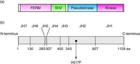 Figure 5. Structure of Jak Kinase. (a) shows the main Jak domains and (b) shows the Jak homology domains.