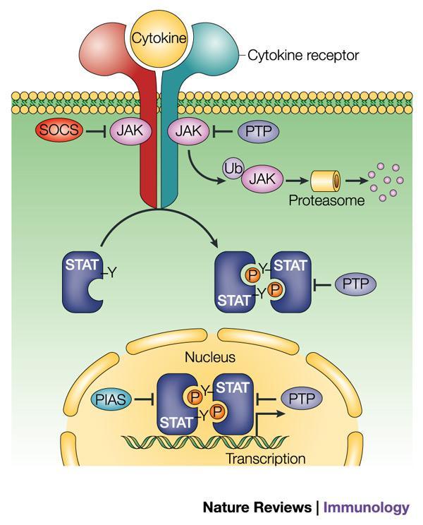Figure 6. The Jak-STAT pathway. Reprinted by permission from Macmillan Publishers Ltd: Nature Reviews Immunology. Shuai, K., and B. Liu. 2003. Regulation of JAK-STAT signalling in the immune system.