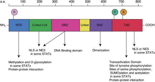 transcription (31) (Figure 7). The two STAT family members that are implicated in HNSCC progression are STAT3 and STAT5 (32, 33).