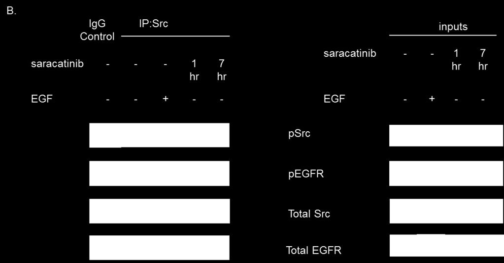 anti-total Src antibody used for the IP was saturated and preferentially bound