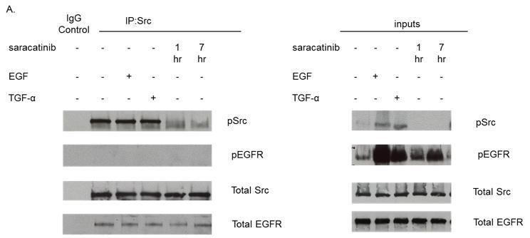 EGFR co-immunoprecipitates with Src in TU167 cells.
