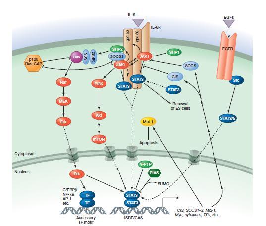 Regulation of JAK-STAT Although the canonical JAK/STAT pathway is simple and direct, pathway components regulate or are