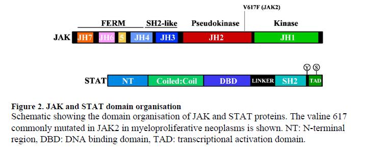 JAK2 in human disease JAK2 mutation in myeloproliferative diseases Frequently found in Brc-Abl negative MPD 90% PV 50% ET 50% MF Mutated JAK2 may be able to
