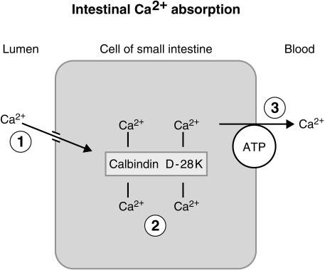 tially synthesized to ensure that additional Ca 2 will be absorbed from the GI tract.
