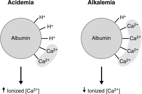 FIG. 1. Forms of Ca 2 in blood [adapted with permission from L. S. Costanzo. Physiology. Philadelphia, PA: Saunders, 1998]. Percentages are percentage of total Ca 2 concentration in each form.