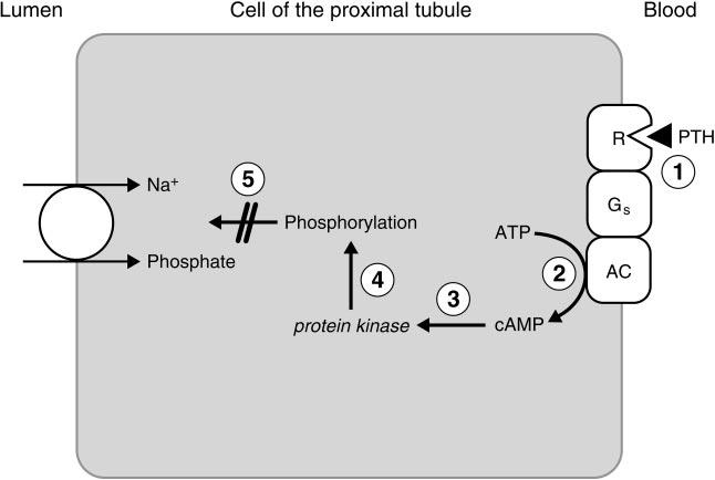 cells. As evidence of this linkage, the percentage of Ca 2 reabsorbed in the proximal tubule is exactly the same as for Na (67%). Any maneuver that alters Na reabsorption in the proximal tubule (e.g., volume expansion or volume contraction) alters Ca 2 reabsorption in the same direction and to the same extent.