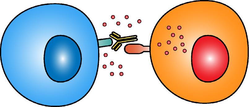 The antibody-dependent cellular cytotoxicity involves the IgG fragment C receptor (FccR) on NK cells, macrophages, and granulocytes. The FccR recognizes the Fc region of alemtuzumab and binds to it.
