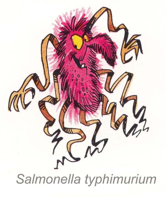 Salmonella typhimurium Similar to S.