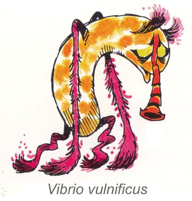 Vibrio vulnificus Similar to V.