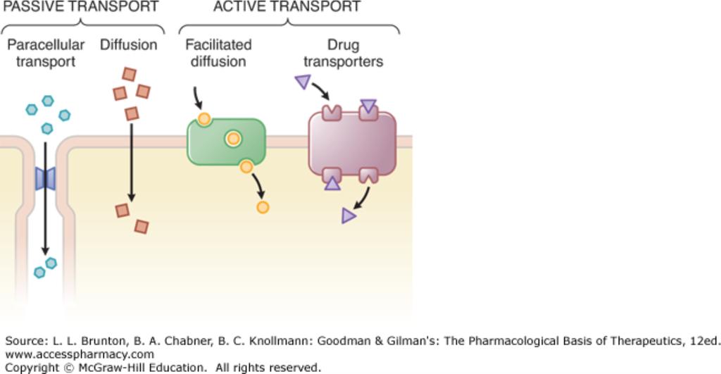 ADME - Absorption Passive Diffusion v/s Active Transport Passive diffusion occurs based on a concentration gradient between intestinal lumen and portal vein concentrations Active transport of drug