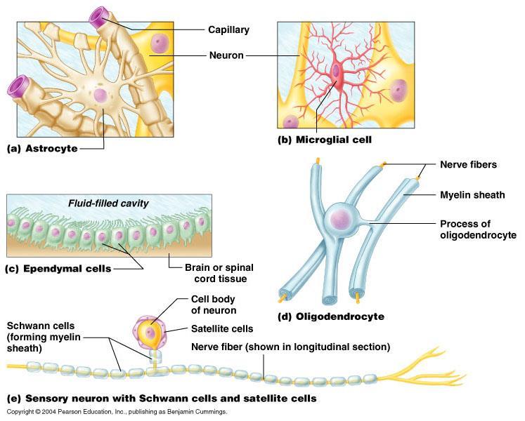 Supportive cells Histology CNS Glial cells Astrocytes Microglia